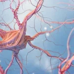 neuroni.webp